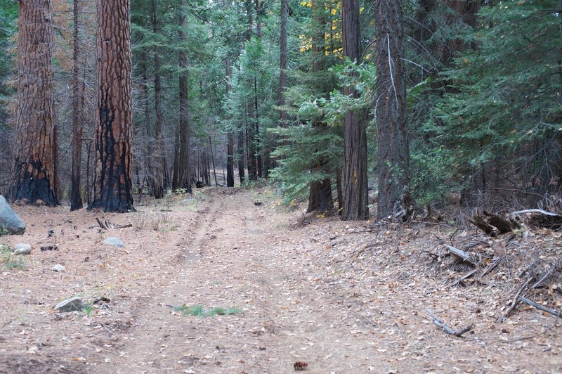 The Camp Mather Trail is a wider road in this area that you can follow back into the National Forest.