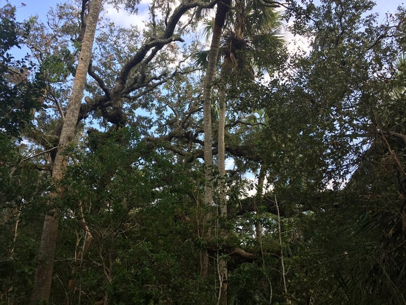 One of many live oaks.