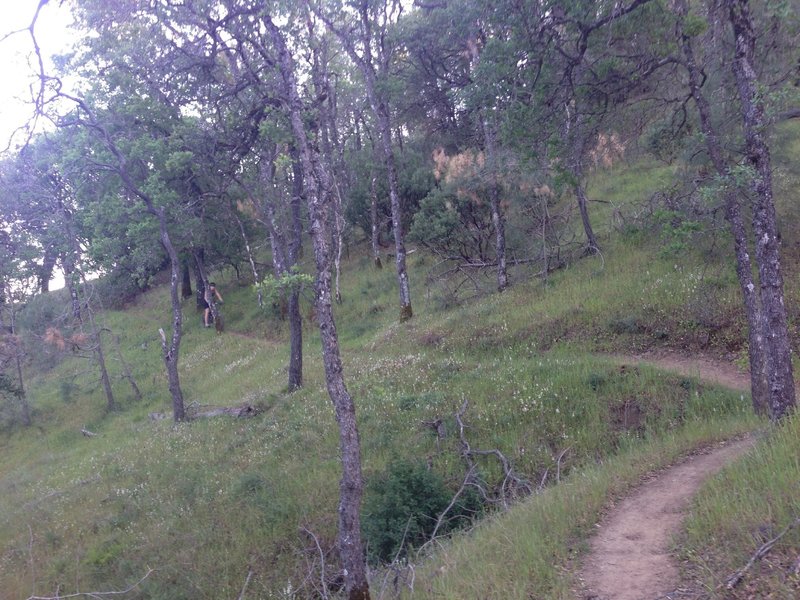 Winding through the Flat Frog woods.