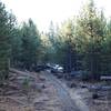 The trail is narrow as it moves through the woods. Lots of the older trees have fallen and been cut up to clear the trail.