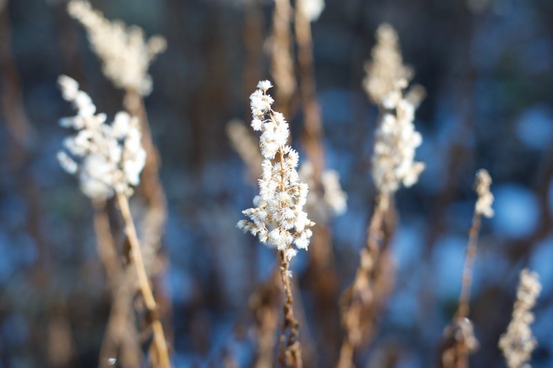 Frost covers the plants in the early morning.