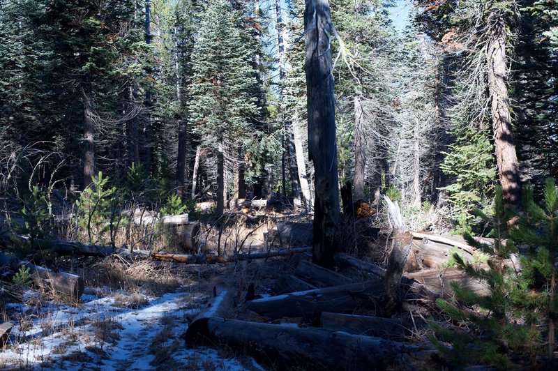 Downed trees pose an obstacle, but can be overcome by walking around or climbing over.