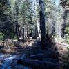 Downed trees pose an obstacle, but can be overcome by walking around or climbing over.