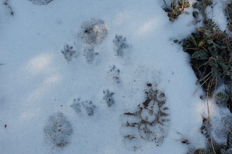 Animals and humans share the trail, which can be easily seen in the winter time.