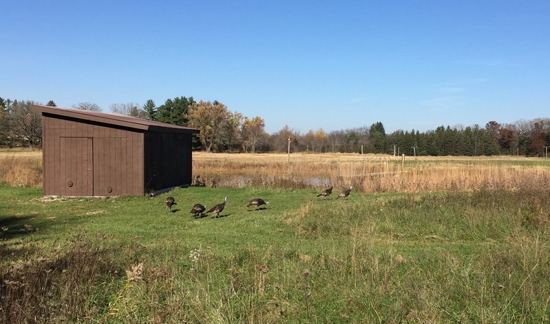 Family of turkeys.