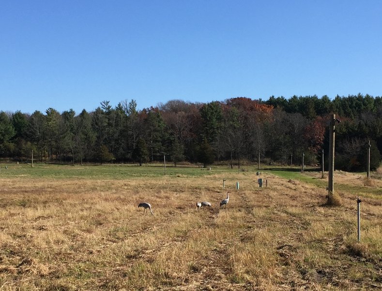 Cranes enjoying the day!