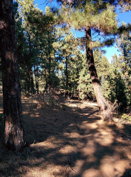 Spaced-out pine shades the ever-steepening singletrack up to the turn-around point.