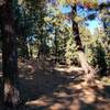 Spaced-out pine shades the ever-steepening singletrack up to the turn-around point.