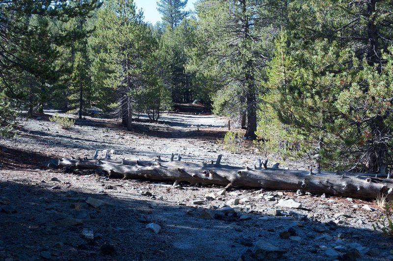 Fallen trees cross the trail at this point.