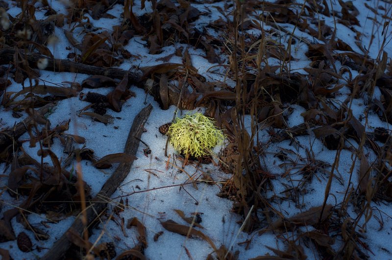 Moss can be found growing on the trees along the trail. Here, some has been knocked off the surrounding trees and lies in the early morning light.