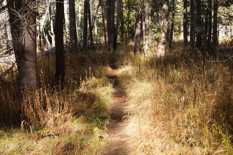 The trail is narrow as it makes its way through the forest. The trail is mainly dirt at this point.