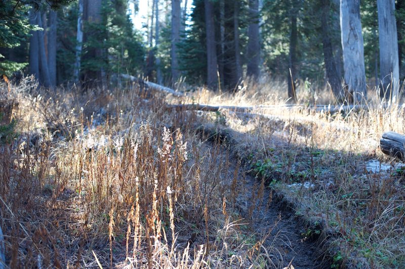 The trail climbs away from the creek. It's narrow as it makes its way uphill to the next trail junction.