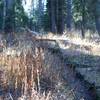 The trail climbs away from the creek. It's narrow as it makes its way uphill to the next trail junction.