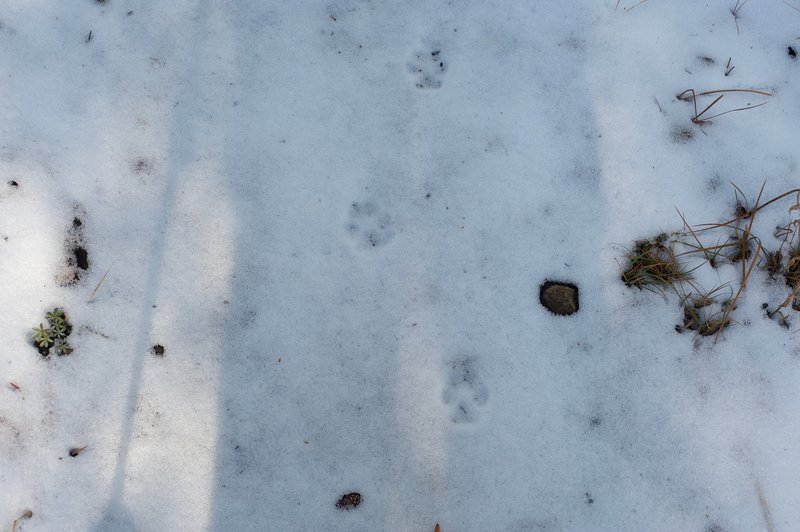 Animal tracks can be seen crossing the trail in the winter snow or spring mud as animals make their way to the creek to drink or feed.