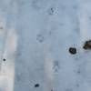 Animal tracks can be seen crossing the trail in the winter snow or spring mud as animals make their way to the creek to drink or feed.