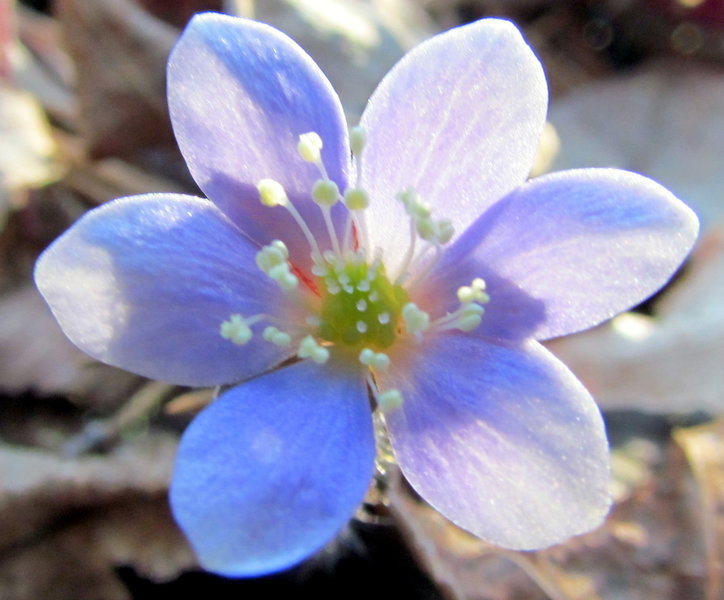 Round-lobed Hepatica.