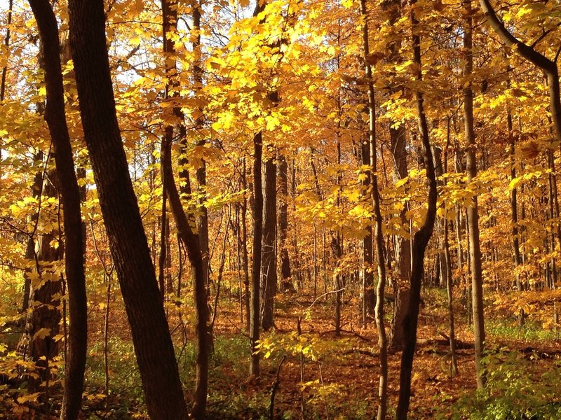 Gold colors in the Morton Arboretum.