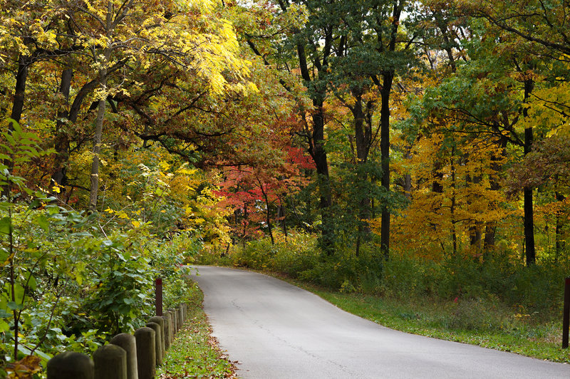 Morton Arboretum road in the fall.