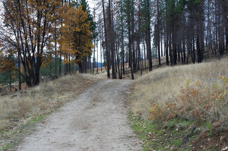 The trail is an old road that leaves the Foresta community and makes its way to the falls.