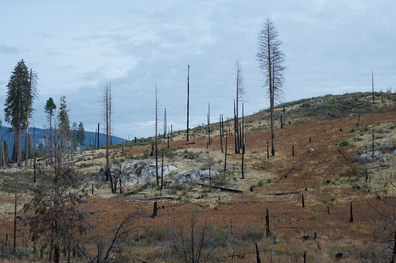 Evidence of the El Portal Fire in 2014 can be seen on the surrounding hills.
