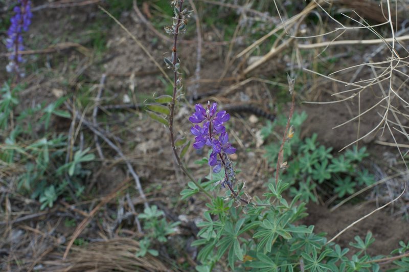 Flowers can be found along the trail, even in the fall. This Blue-pod Lupine was photographed in November, as the area is warmer than Yosemite Valley and flowers are in bloom later in the season.