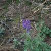 Flowers can be found along the trail, even in the fall. This Blue-pod Lupine was photographed in November, as the area is warmer than Yosemite Valley and flowers are in bloom later in the season.