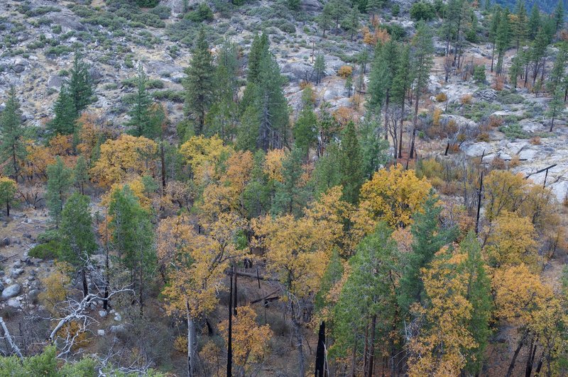 Young deciduous trees are growing in the area, and their leaves turn a brilliant yellow in the fall.