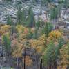 Young deciduous trees are growing in the area, and their leaves turn a brilliant yellow in the fall.