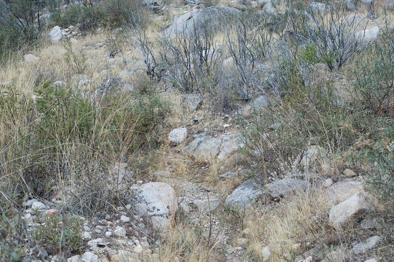 As the trail climbs the hills away from the road, it is rocky and overgrown in areas, especially later in the year.