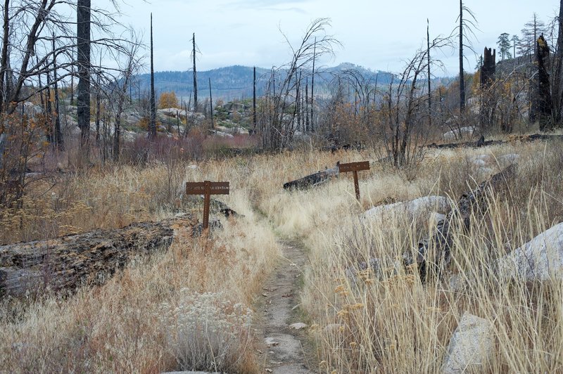 The trail forks at this point. To the right, the trail continues toward Hetch Hetchy Reservoir while the trail to the left leads to Lookout Point.