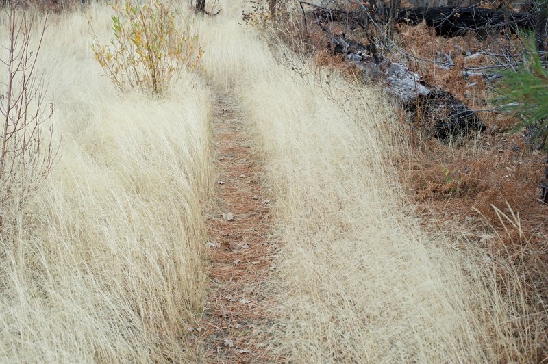 The trail passes through a flat, grassy area before the final climb to the top.