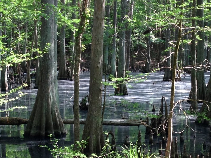 Cypress swamp.