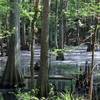 Cypress swamp.