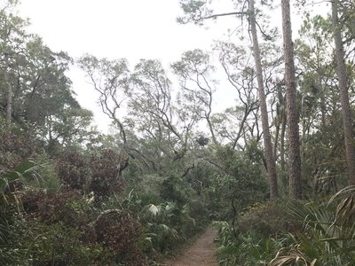 Some of the trees along the trail.