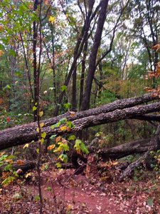 The trail with some obstacles.