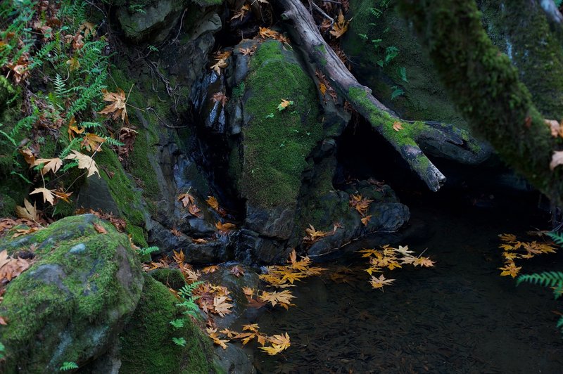 Nothing more than a trickle at this point, after a rainstorm or in the spring this small creek forms a waterfall as the water makes its way downhill.