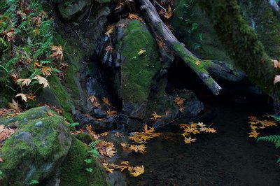 Nothing more than a trickle at this point, after a rainstorm or in the spring this small creek forms a waterfall as the water makes its way downhill.