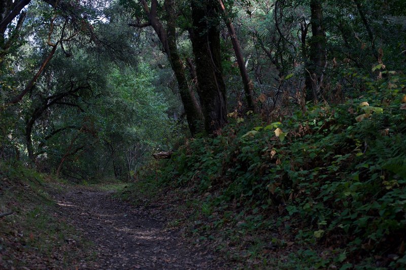 The trail as it climbs up a small hill after passing the Coal Road Trail split.