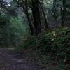 The trail as it climbs up a small hill after passing the Coal Road Trail split.