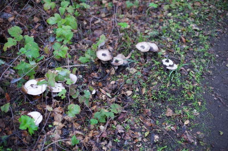 Due to the wet environment, mushrooms can be found growing beside the trail throughout the year.