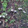 Due to the wet environment, mushrooms can be found growing beside the trail throughout the year.