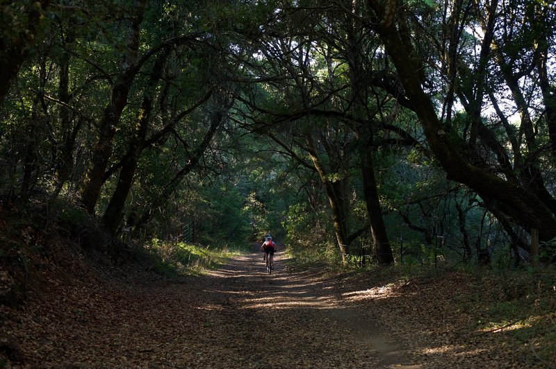 Mountain bikers ride down the trail along Alpine Road. It is popular with mountain bikers.
