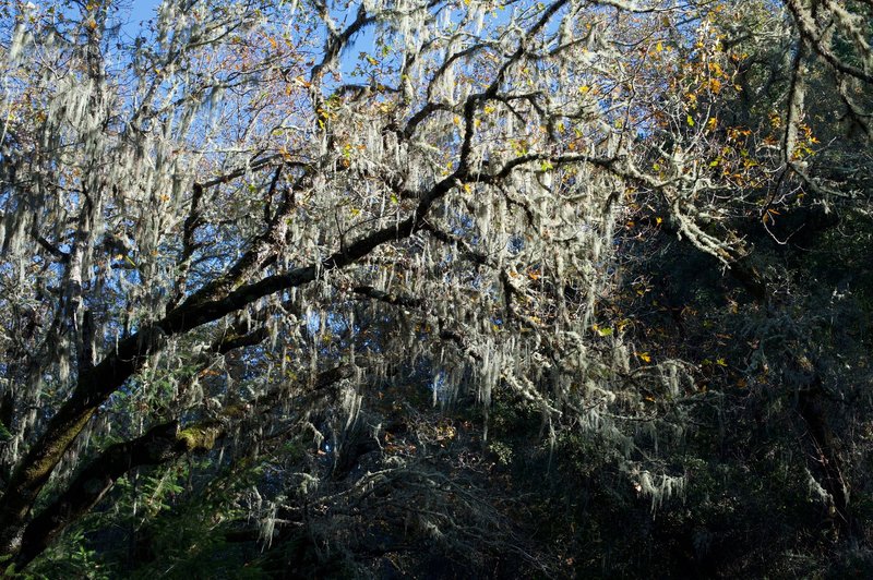 Moss hangs from the trees along the trail. The trail is shaded, making it nice even in the middle of the day.