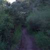 The trail is flanked by shrubs through this section, and is a little narrower than the rest of the trail.