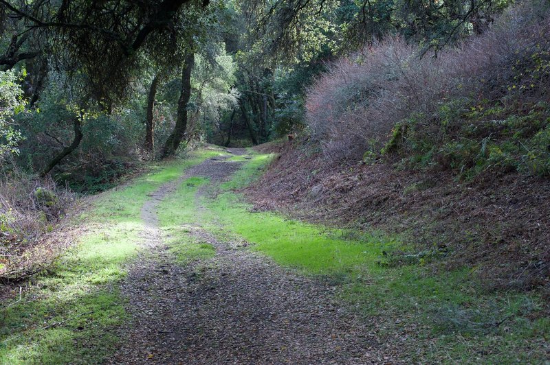 The trail begins to ascend up the mountain, but the dirt, grass, and leaves make for pleasant going.
