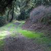 The trail begins to ascend up the mountain, but the dirt, grass, and leaves make for pleasant going.