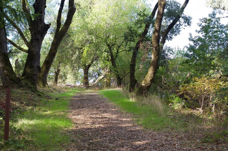 The trail climbs back to the junction with the Crazy Pete's Road Trail.