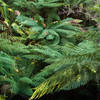 Tree ferns at Maits Rest.