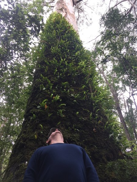 Looking up at a massive Eucalyptus.