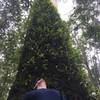 Looking up at a massive Eucalyptus.